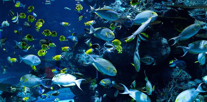 Diving & Snorkelling