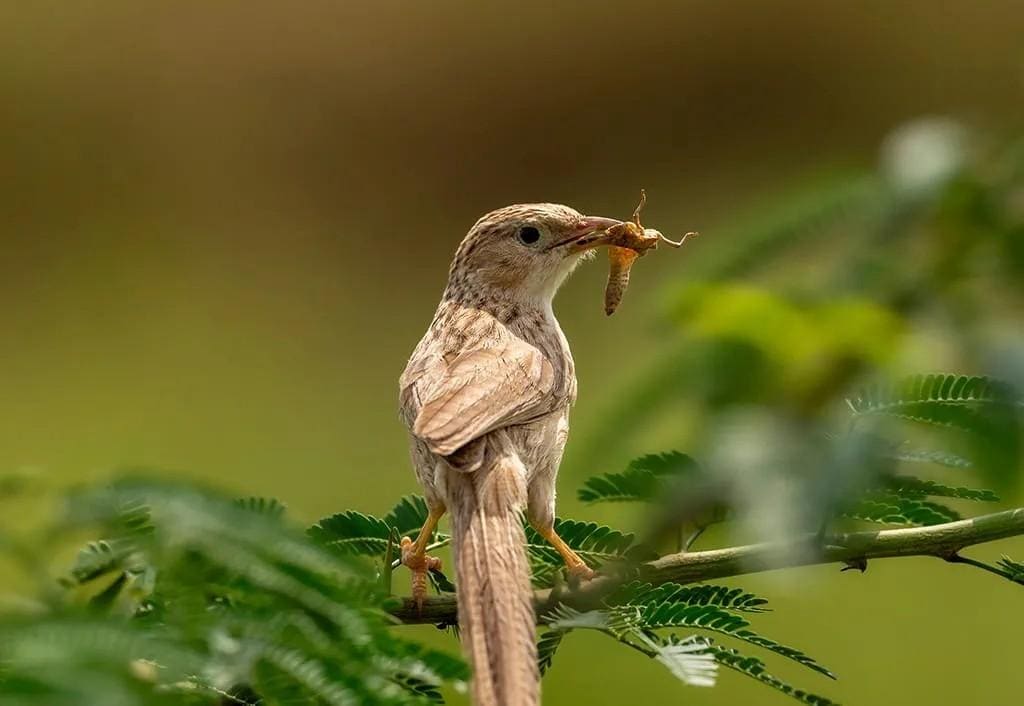 Guided Wildlife Walk