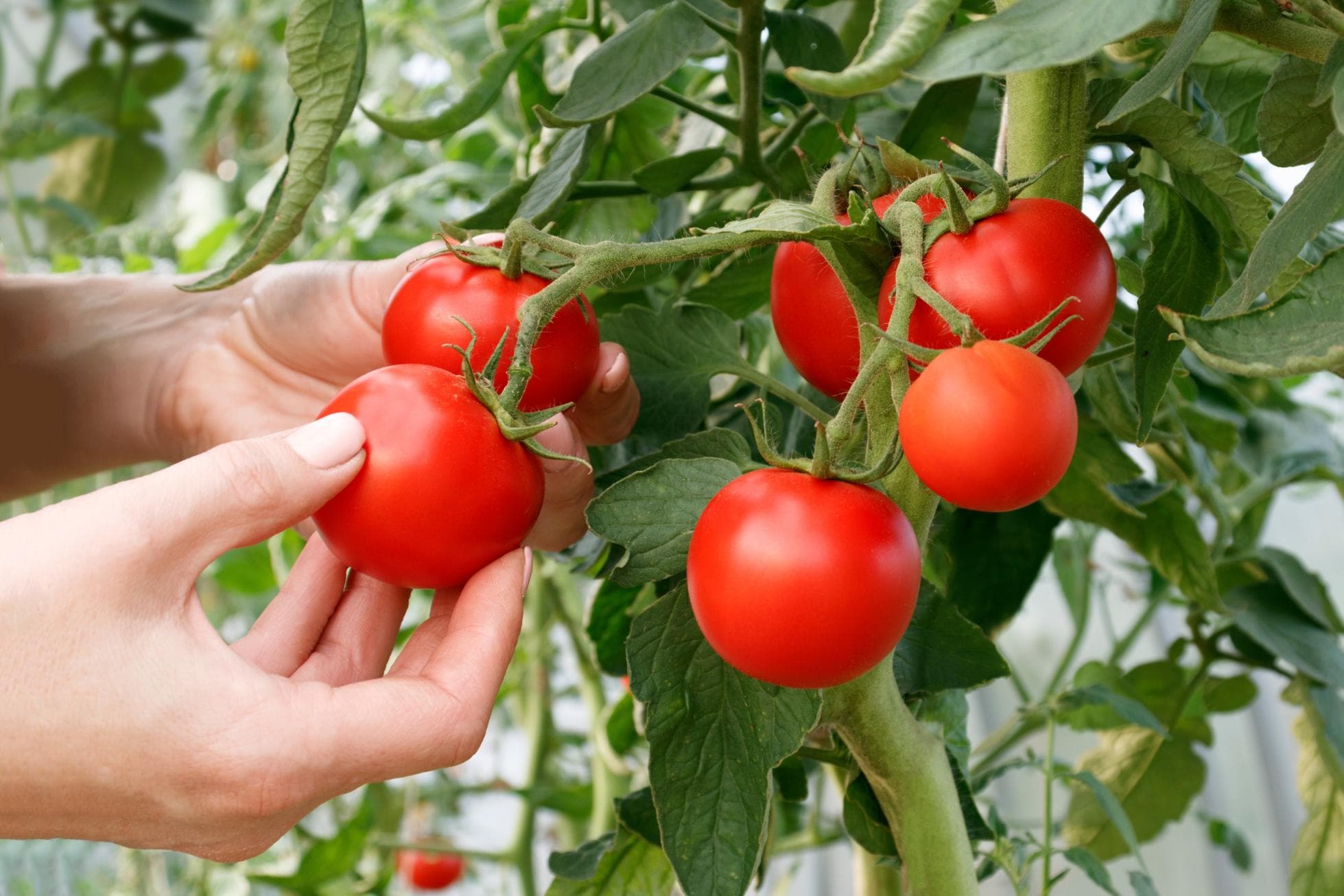 Farm-to-Table Dining
