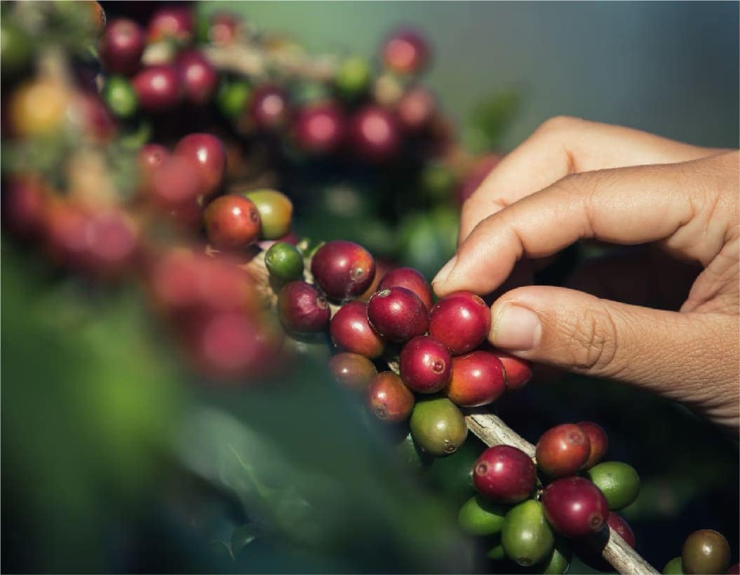 Coffee Plantation Walk