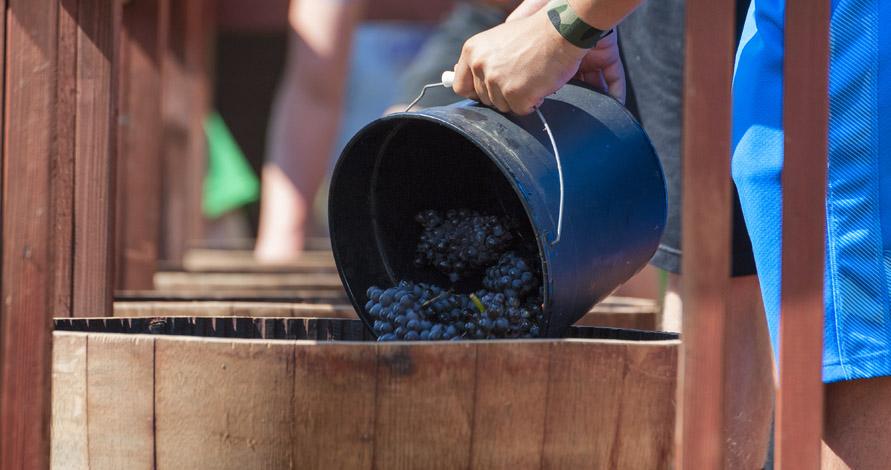 Grape Stomping Experience