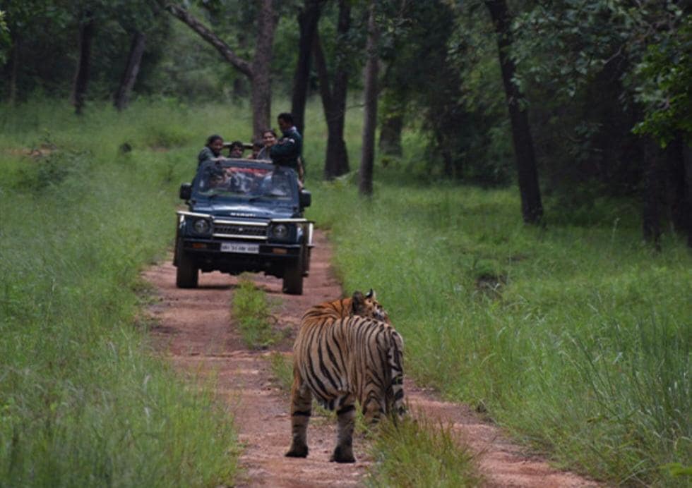 Tadoba Jungle Safari