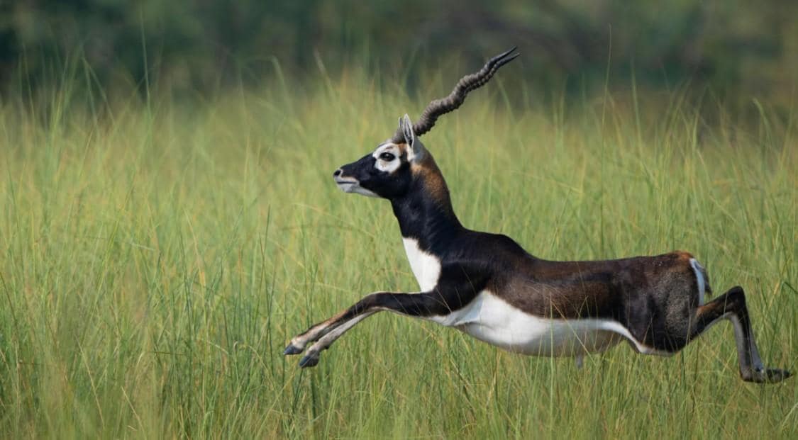 Blackbuck Sighting