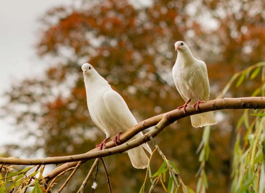 Birdwatching Experience
