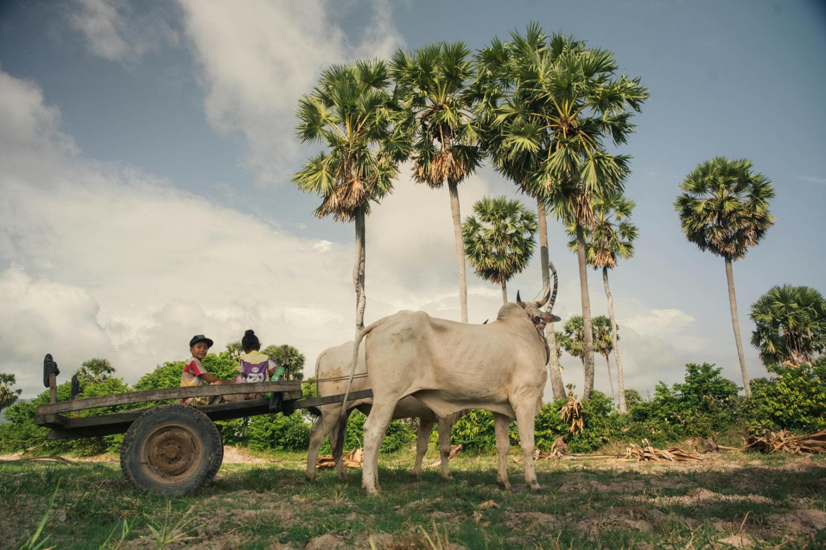 Bullock Cart Ride