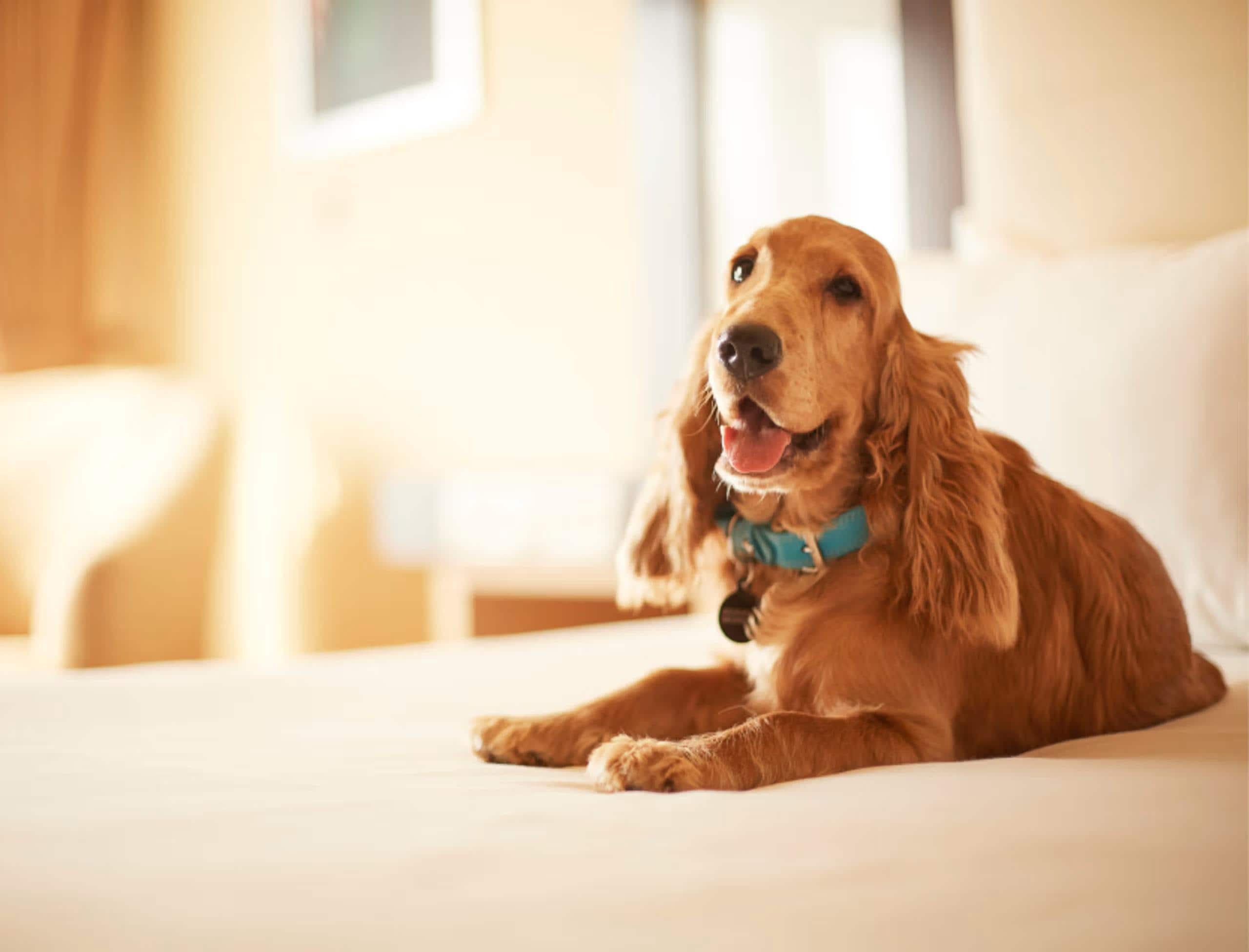 Pet-friendly Stays