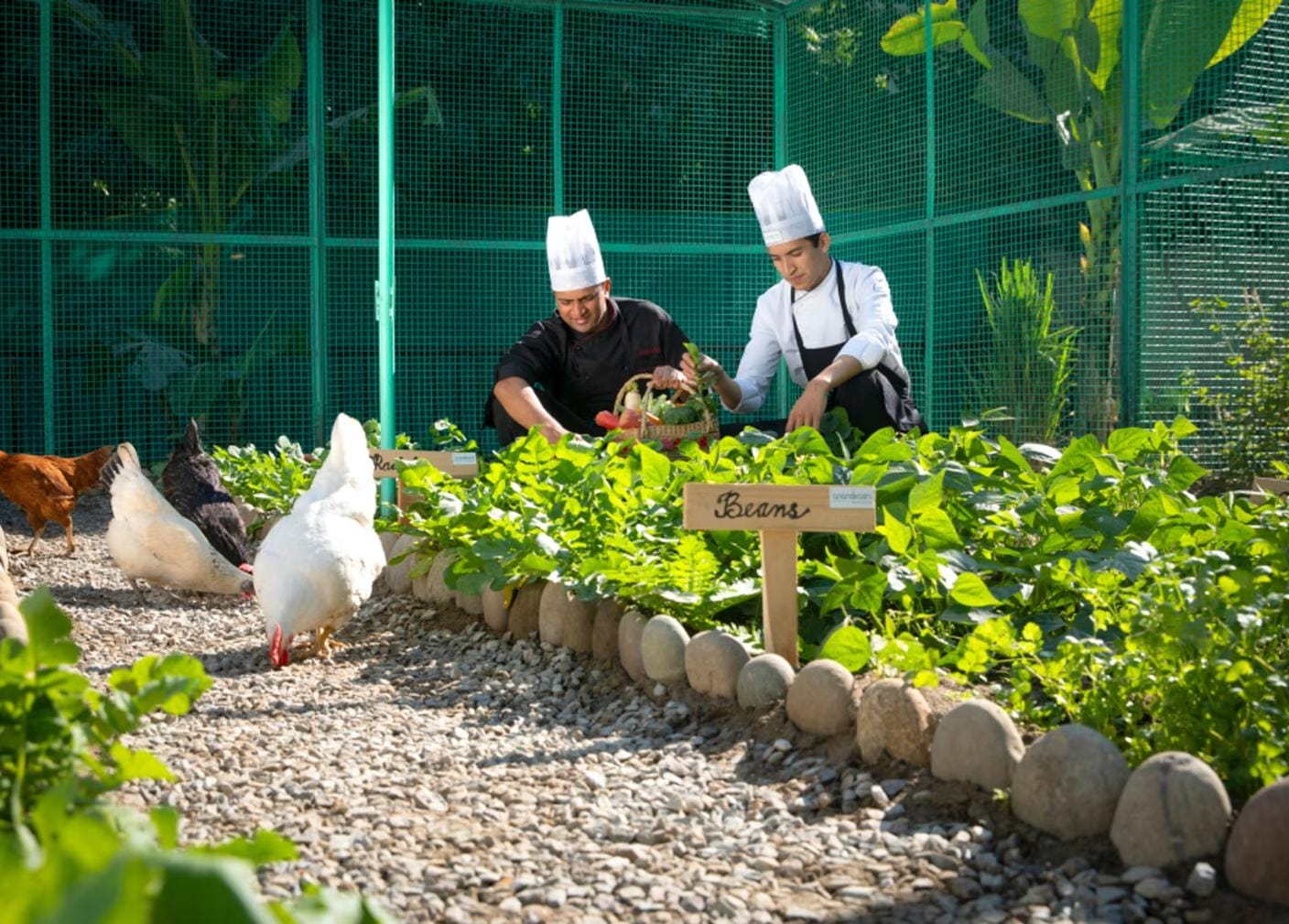 Farm-to-Table Dining
