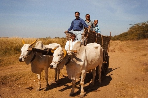 Bullock Cart Ride