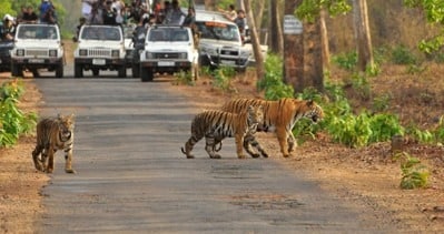 Safari at Nagarhole Wildlife Sanctuary
