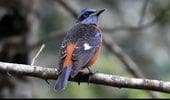 Guided Birdwatching Trail