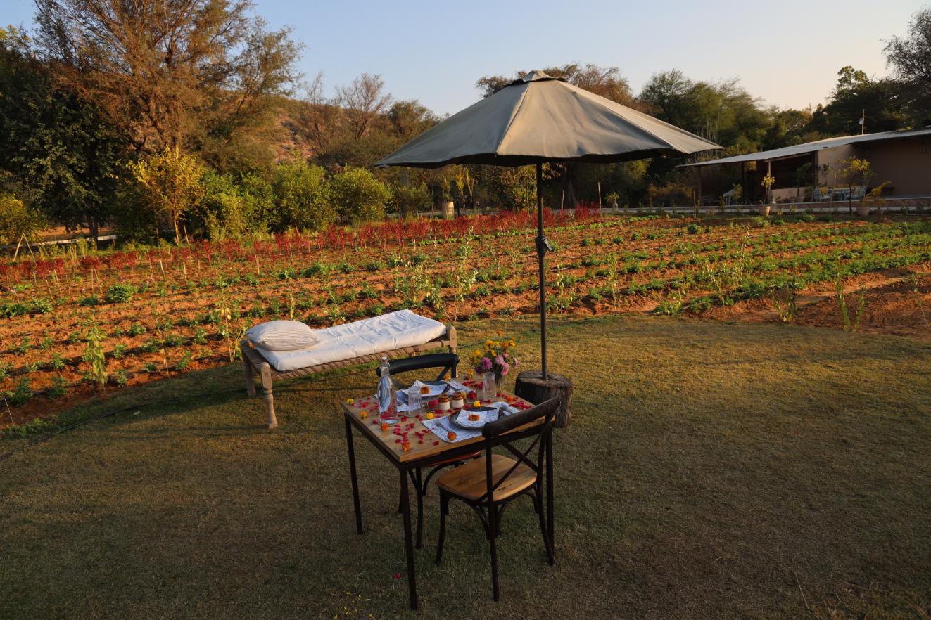 Dining Under the Tree