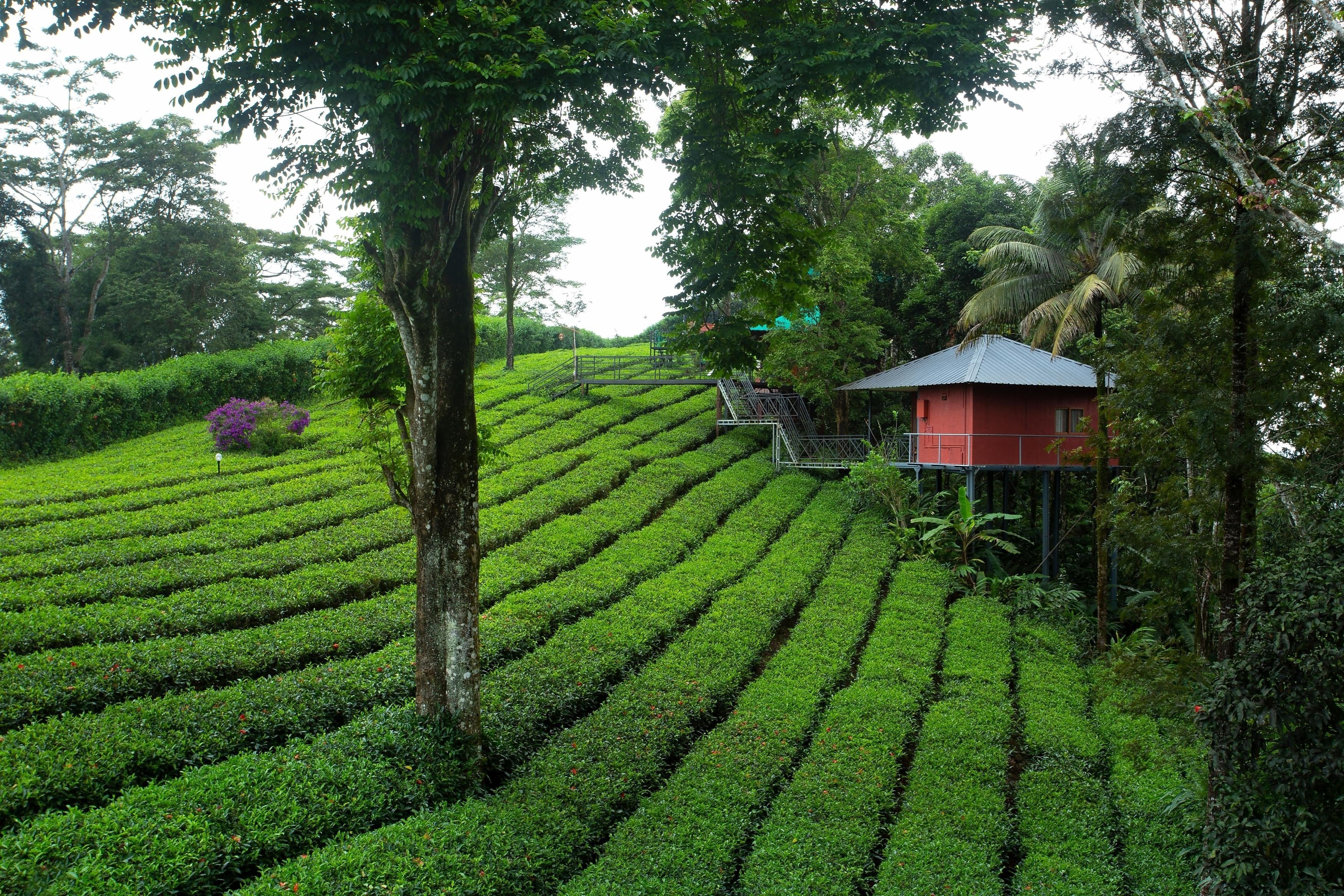 Cottages Amidst Plantation