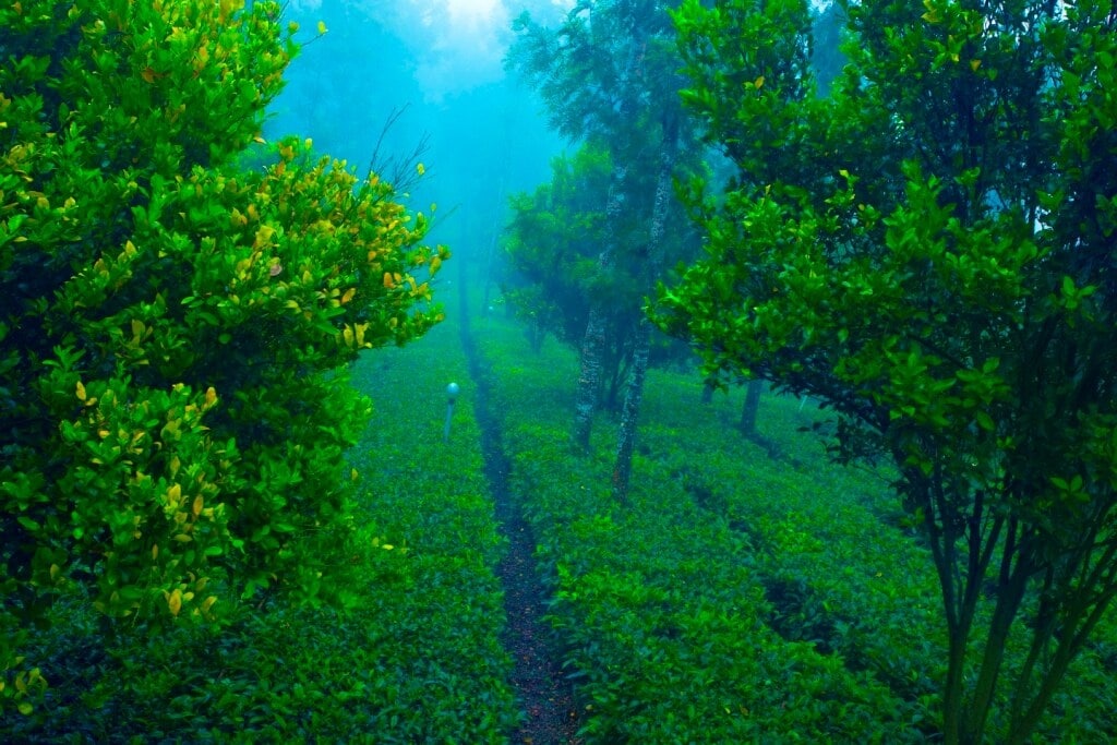 Guided Plantation Tours