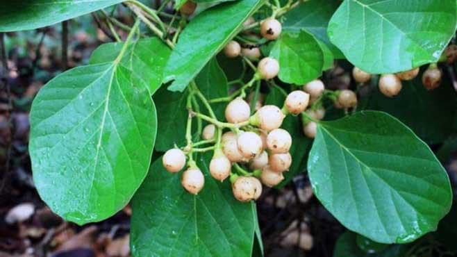 Food Forest & Orchard Visit