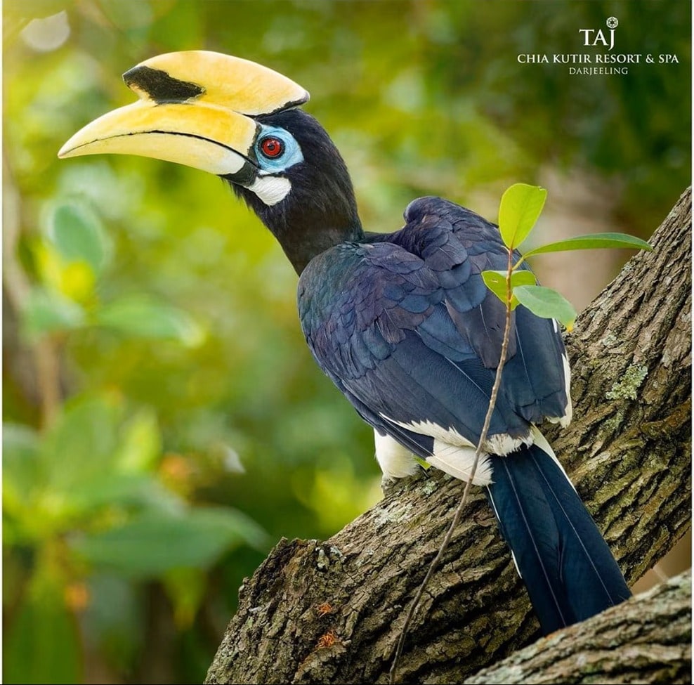 Rongtong Birdwatching Tour