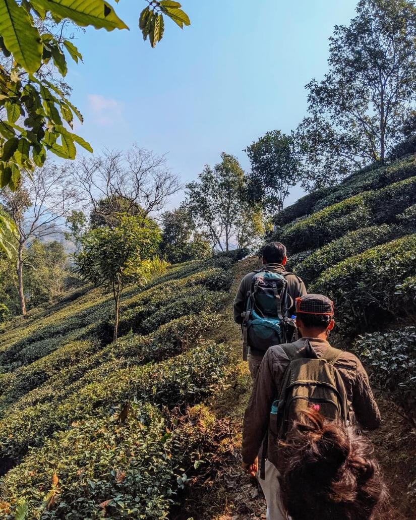 Makaibari Tea Trails