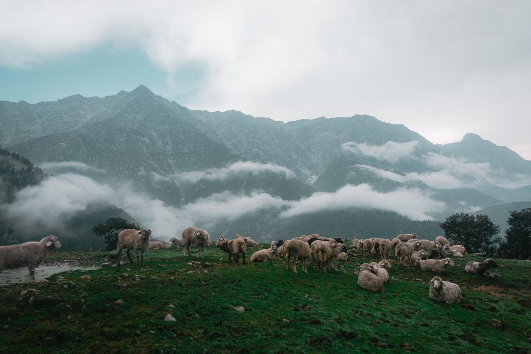 Triund Trek