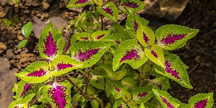 Spice Plantation Tour