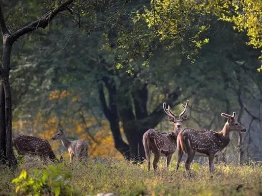 Full-Day Kanha Safari