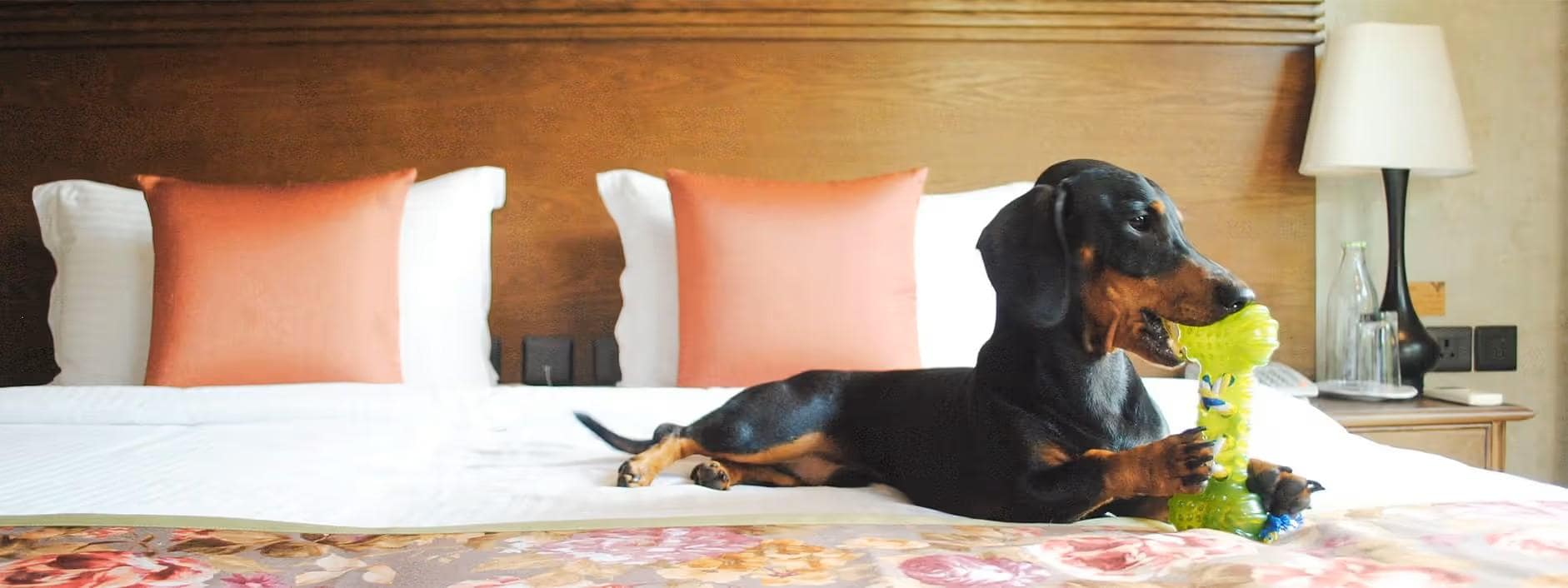 Pet-friendly Stays