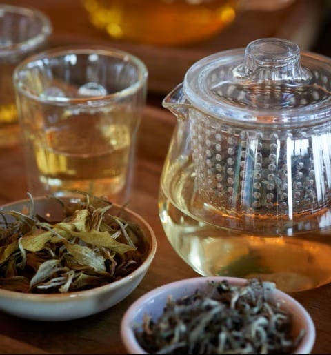 Makaibari Tea Factory Visit