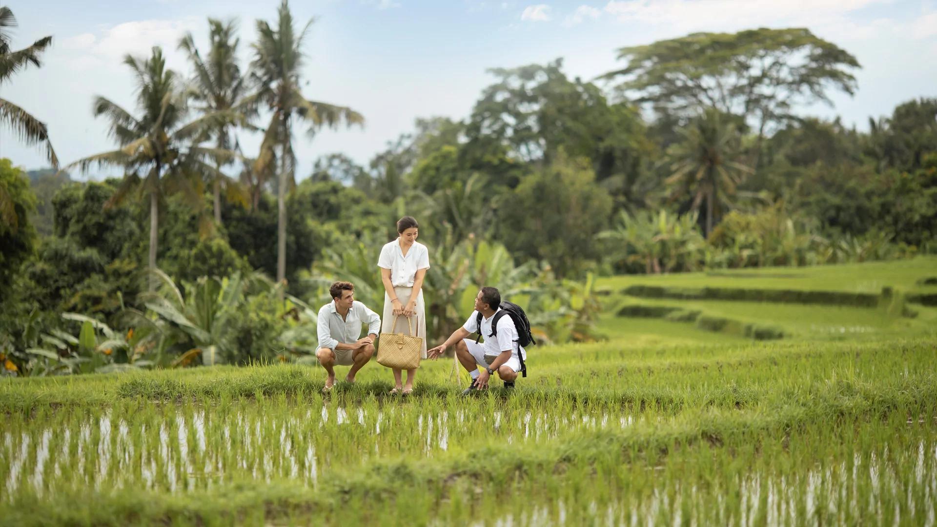 Rice Paddy Walk