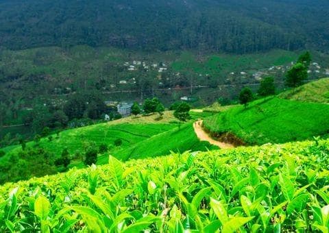 Mirik Trek