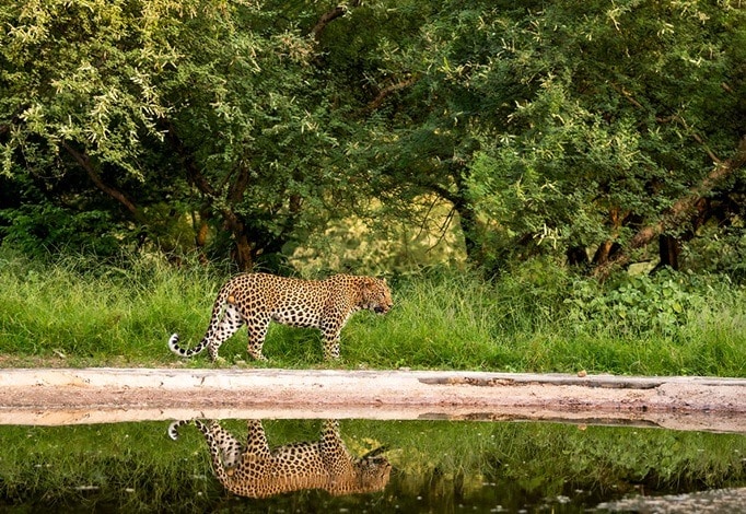Leopard Safari