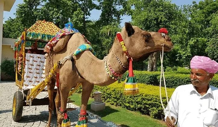 Camel Cart Rides