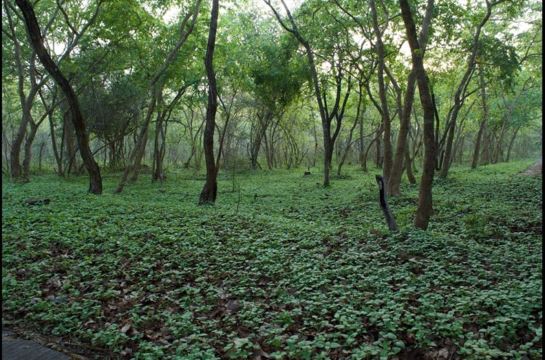 Plantation & Nature Walks