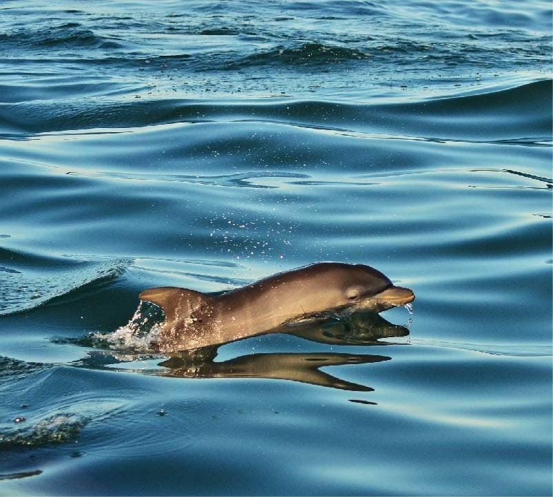 Dolphin Watching