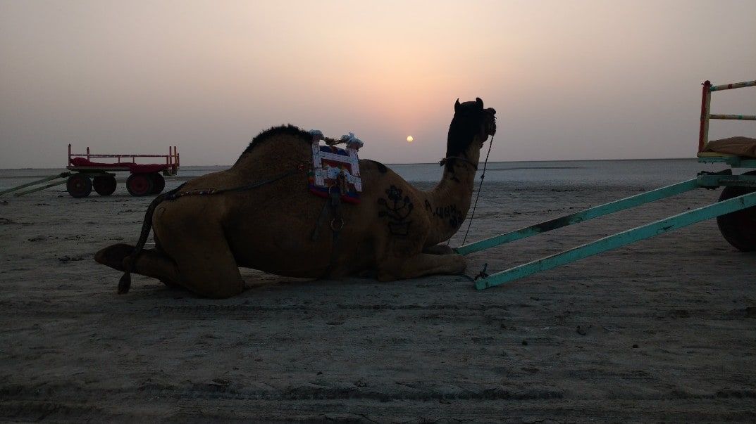 Camel Cart Rides
