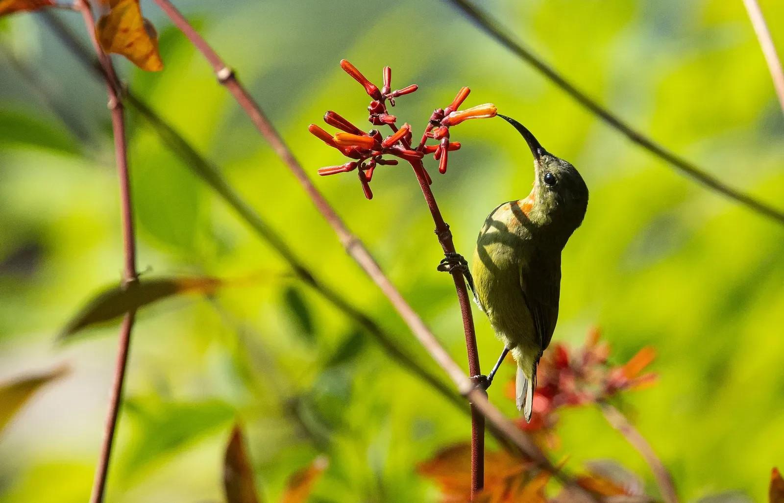 Bird Watching