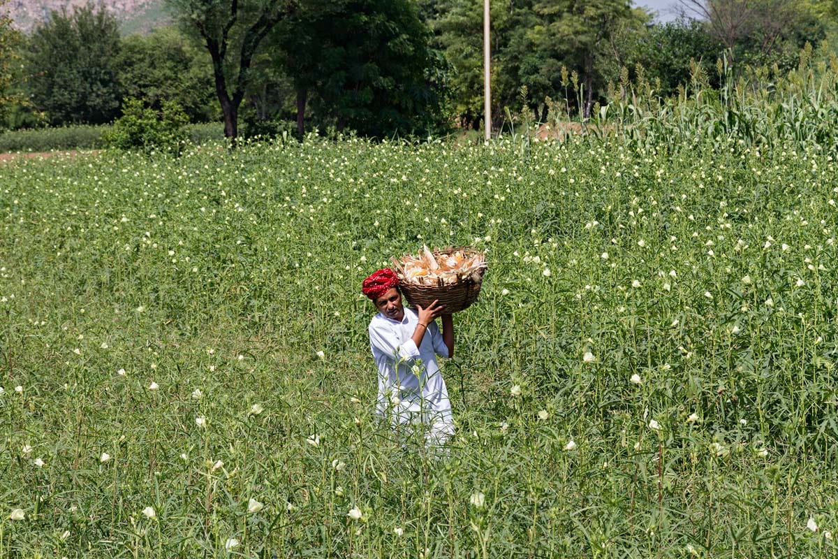 Farm Visits & Picnics