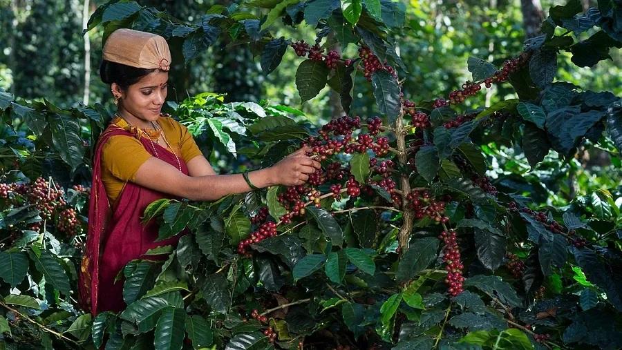 Coffee Estate Walk & Tasting