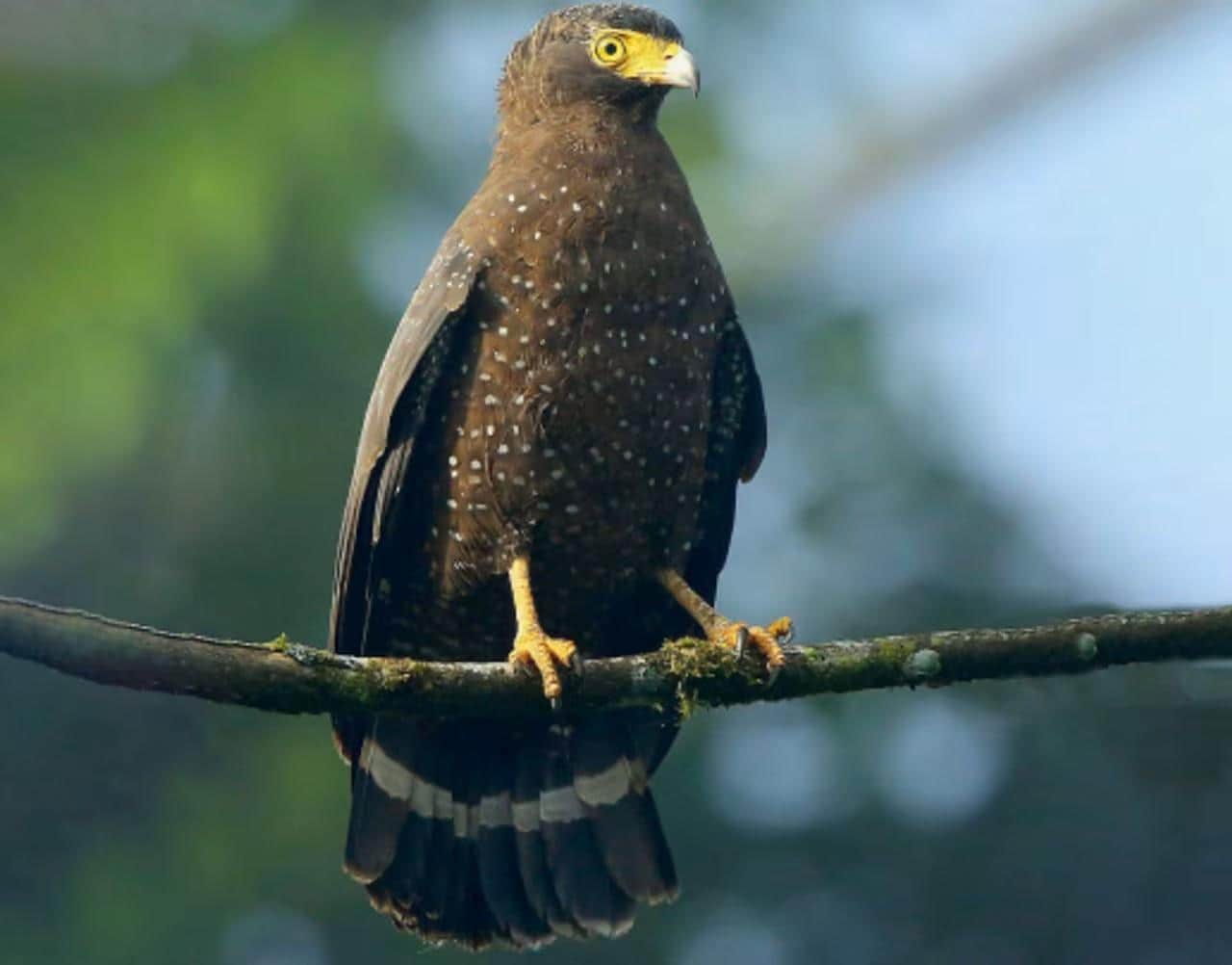 Bird Island Adventure