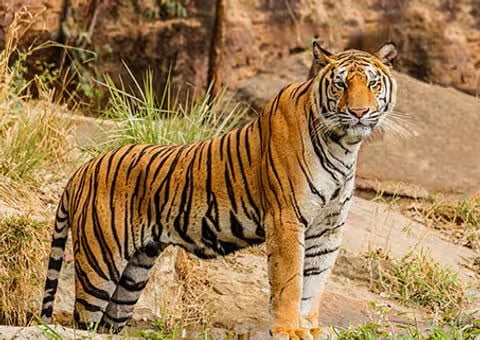 Jeep Safari in Jim Corbett
