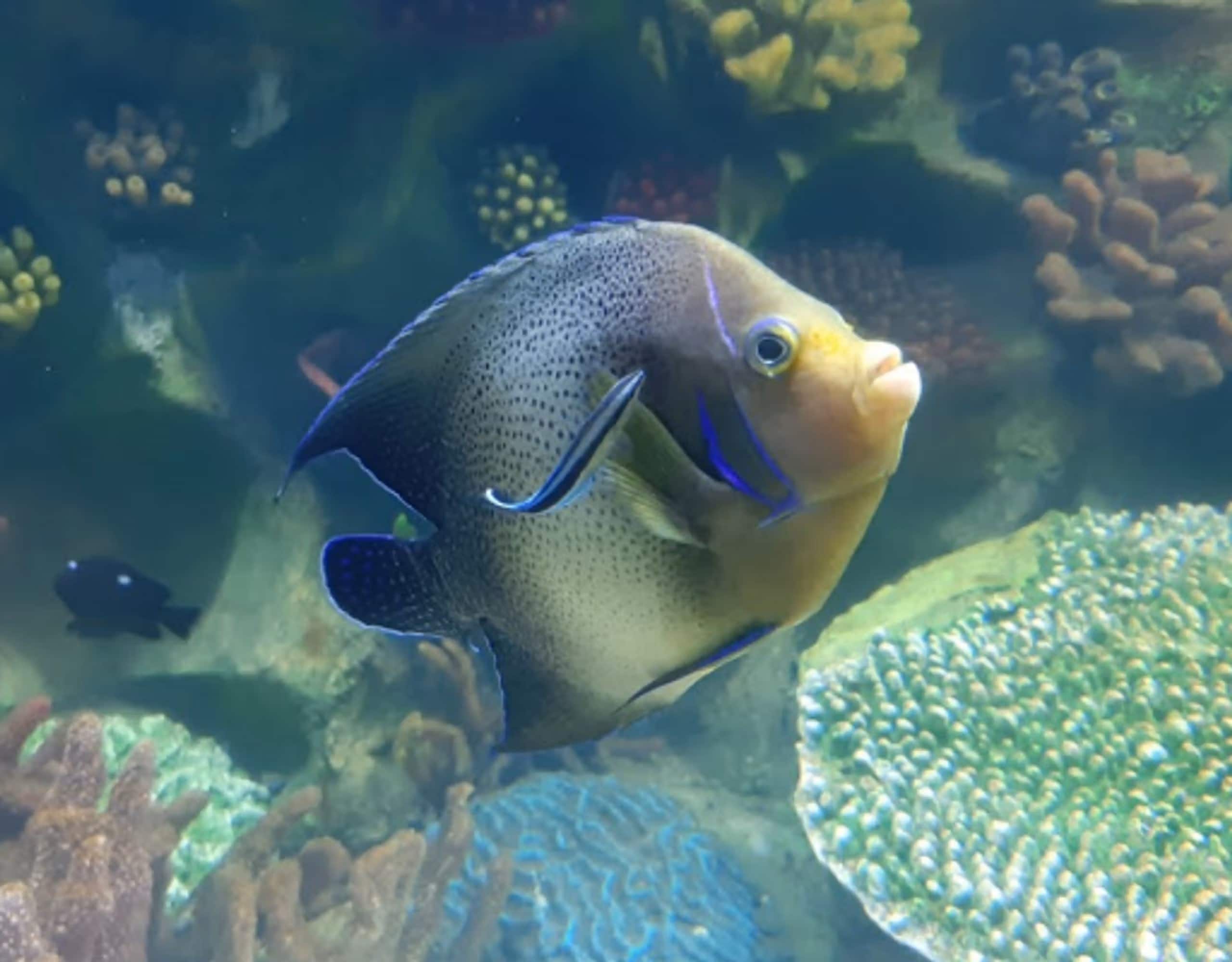 Underwater Adventure