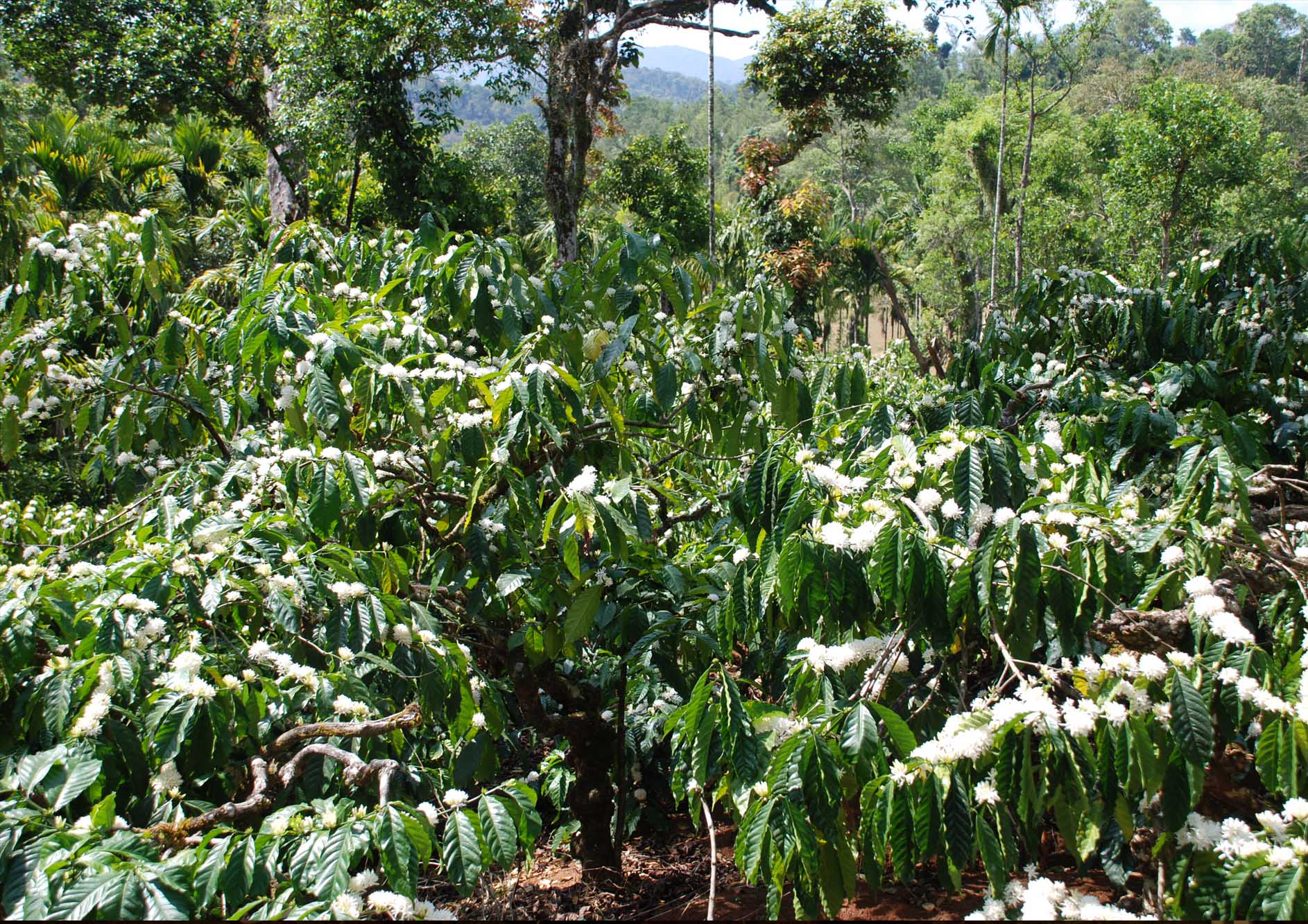 Blossom to Brew