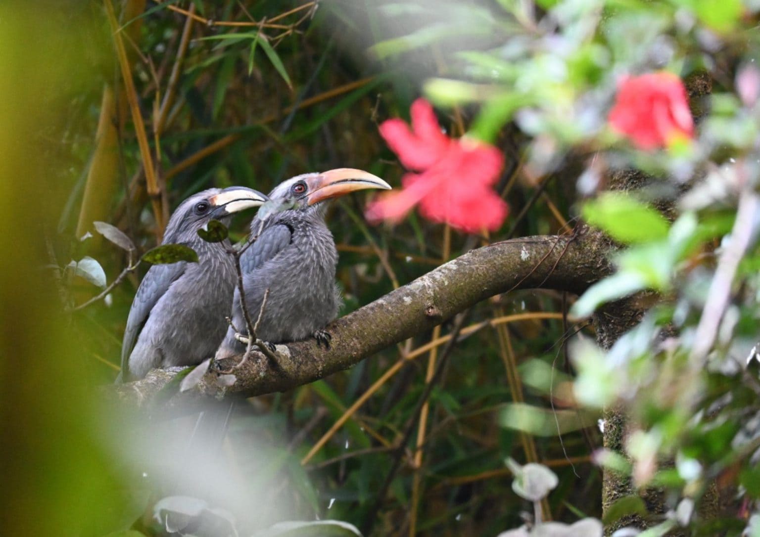 Hornbill High Tea