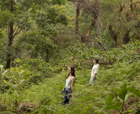 Guided Forest Walks
