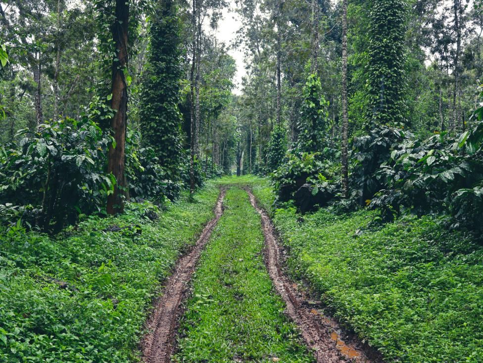 Coffee Plantation Walk