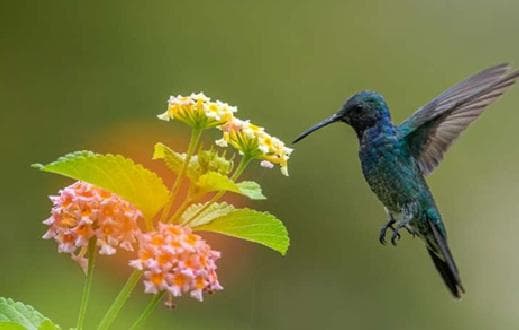 Birdwatching