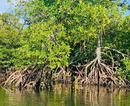 Kids’ Mangrove Adventure