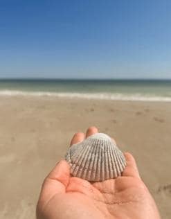 Shell Identification
