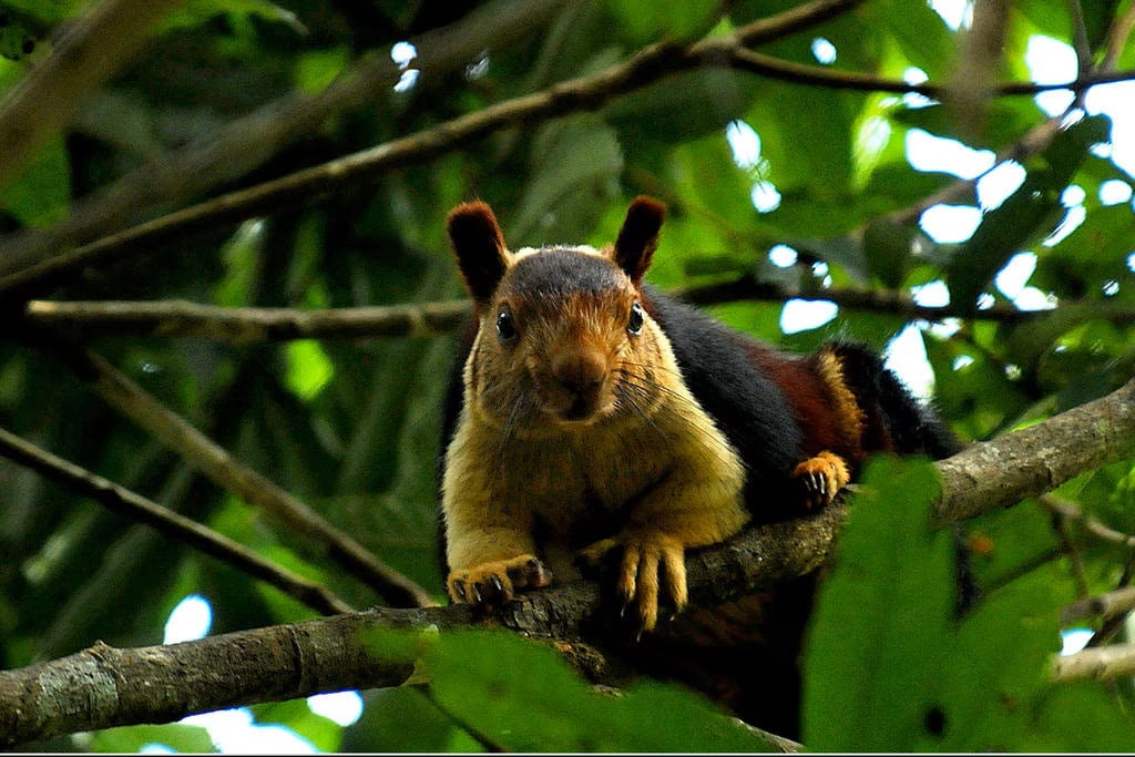 Guided Nature Walk
