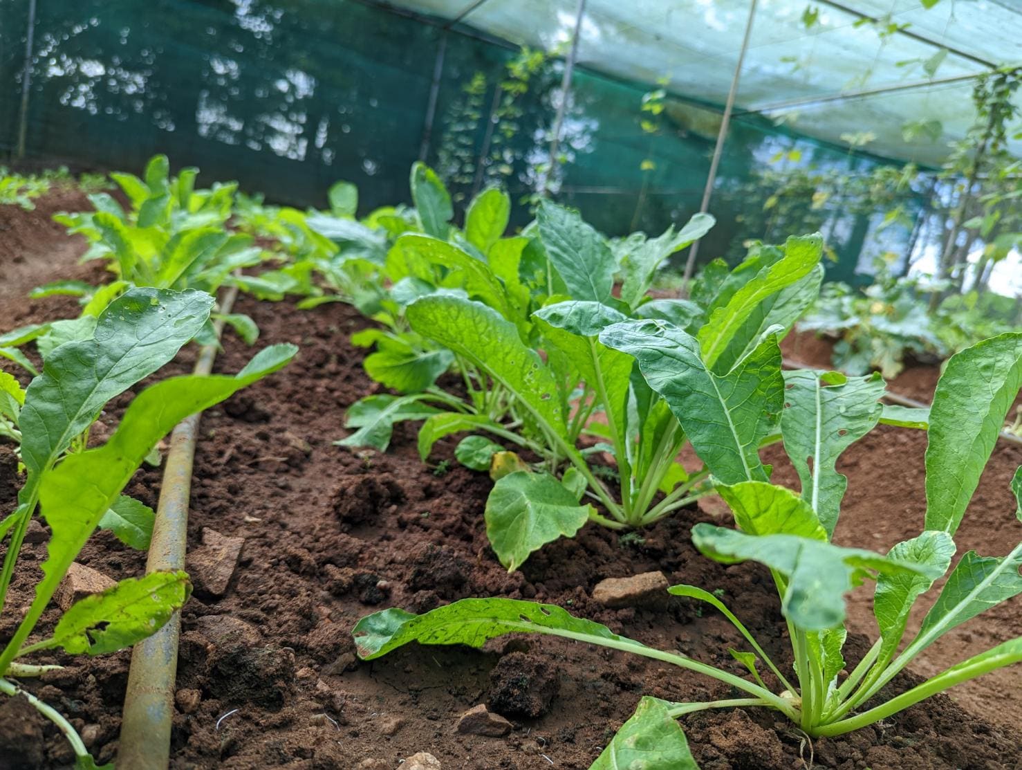 Greenhouse & Orchard Visit