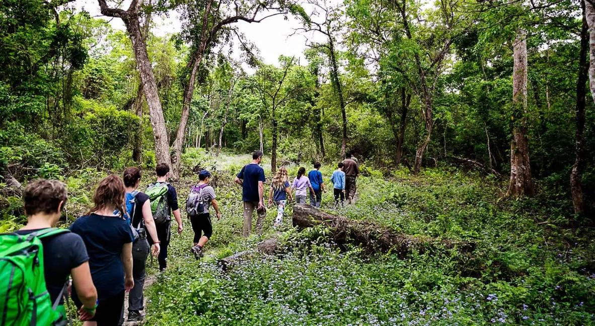 Guided Rainforest Walk