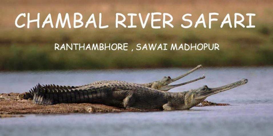 National Chambal Sanctuary Visit