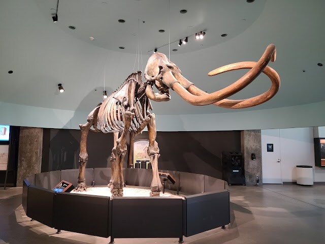 La_Brea_Tar_Pits_and_Museum_LA_2